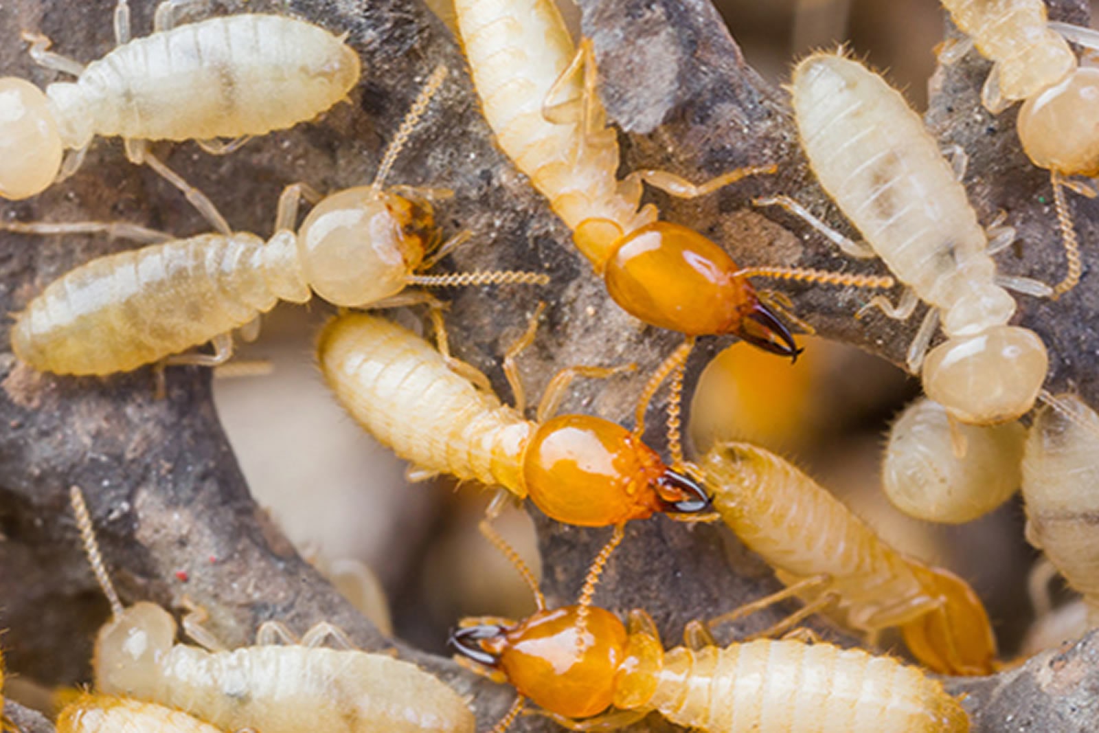 Termite Control Services in Bangladesh