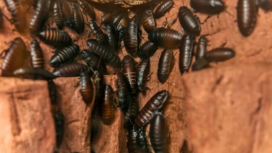 Cockroach Control Services in Bangladesh
